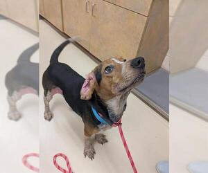 Beagle Dogs for adoption in Center Township, PA, USA