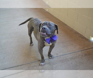 American Pit Bull Terrier-Unknown Mix Dogs for adoption in McKinney, TX, USA
