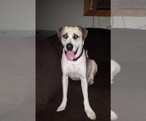Mastador Dogs for adoption in Fredericksburg, VA, USA