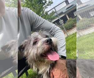 Mutt Dogs for adoption in Woodbury, NY, USA