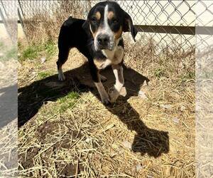 Beagle-Unknown Mix Dogs for adoption in Shreveport, LA, USA