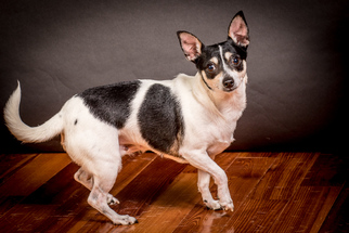 Chihuahua Dogs for adoption in Charlotte, NC, USA