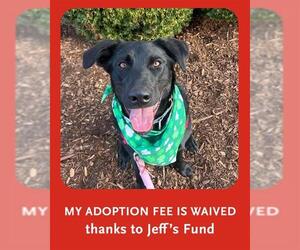 Labrador Retriever Dogs for adoption in Dedham, MA, USA