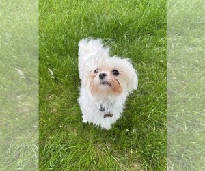 Maltese Dogs for adoption in St. Louis Park, MN, USA