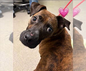 Greyhound-Unknown Mix Dogs for adoption in Las Vegas, NV, USA