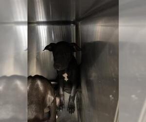 Labrador Retriever Dogs for adoption in Houston, TX, USA