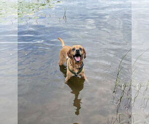 Labrador Retriever-Unknown Mix Dogs for adoption in St. Cloud, MN, USA