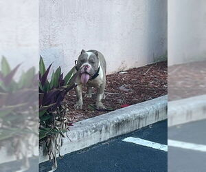 American Pit Bull Terrier Dogs for adoption in West Palm Beach, FL, USA