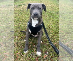 Bulldog-Labrador Retriever Mix Dogs for adoption in Tarrytown, GA, USA