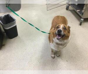 Mutt Dogs for adoption in Riverside, CA, USA