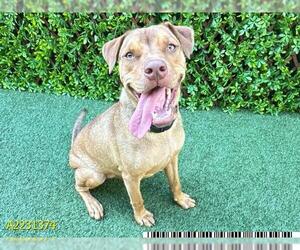 American Pit Bull Terrier Dogs for adoption in West Palm Beach, FL, USA