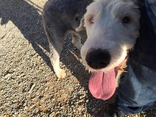 Old English Sheepdog Dogs for adoption in Pacolet, SC, USA