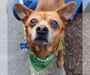Chihuahua-Unknown Mix Dogs for adoption in Washington, DC, USA