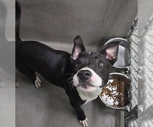 Boxador Dogs for adoption in Tallahassee, FL, USA