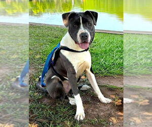 Mutt Dogs for adoption in Shelburne, VT, USA