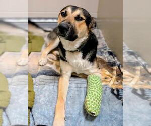 German Shepherd Dog-Unknown Mix Dogs for adoption in Santa Barbara, CA, USA