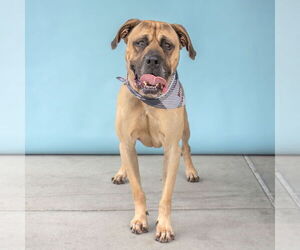 Mastiff Dogs for adoption in Pasadena, CA, USA