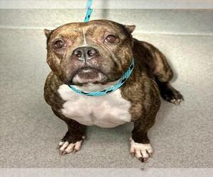 American Staffordshire Terrier-Bulldog Mix Dogs for adoption in Rancho Cucamonga, CA, USA