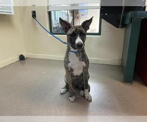 Rhodesian Ridgeback-Unknown Mix Dogs for adoption in Pasadena, CA, USA