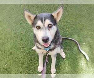 Siberian Husky-Unknown Mix Dogs for adoption in Las Vegas, NV, USA