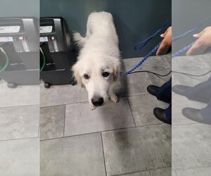 Golden Pyrenees Dogs for adoption in New York, NY, USA
