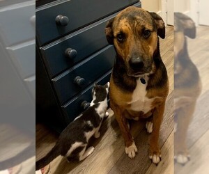 Boxweiler Dogs for adoption in Dalzell, SC, USA