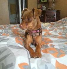 Miniature Pinscher Dogs for adoption in Seattle, WA, USA