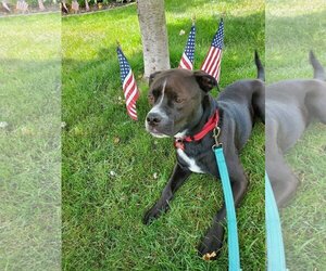 American Staffordshire Terrier-Boxer Mix Dogs for adoption in Sheboygan, WI, USA