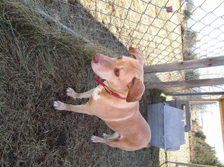 Labrador Retriever-Unknown Mix Dogs for adoption in Valley Falls, KS, USA