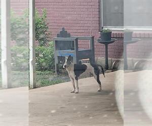 Bull Terrier-Unknown Mix Dogs for adoption in San Antonio, TX, USA