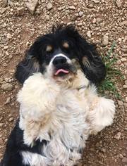 Cocker Spaniel Dogs for adoption in Pacolet, SC, USA