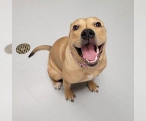 American Pit Bull Terrier-Unknown Mix Dogs for adoption in Ann Arbor, MI, USA