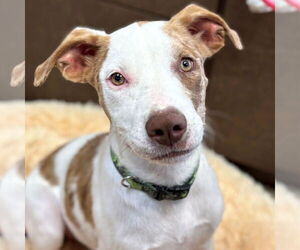 Catahoula Leopard Dog-Unknown Mix Dogs for adoption in Jefferson, WI, USA