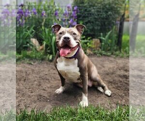 American Pit Bull Terrier Dogs for adoption in Maple Grove, MN, USA