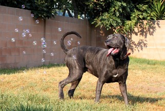 Neapolitan Mastiff Dogs for adoption in Dana Point, CA, USA