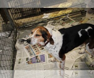 Beagle-English Foxhound Mix Dogs for adoption in Frenchburg, KY, USA