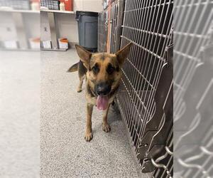 German Shepherd Dog Dogs for adoption in Houston, TX, USA