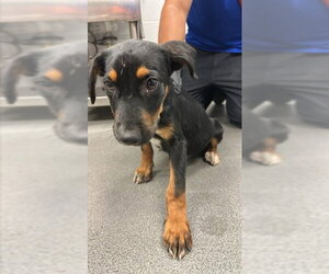Labrador Retriever Dogs for adoption in Corpus Christi, TX, USA