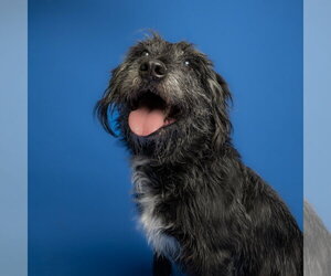 Medium Photo #1 Irish Wolfhound-Unknown Mix Puppy For Sale in Rowlett, TX, USA
