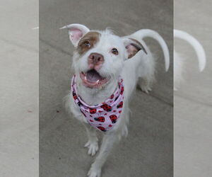 American Pit Bull Terrier-Unknown Mix Dogs for adoption in McKinney, TX, USA