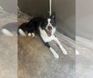 Border Collie Dogs for adoption in Cromwell, KY, USA