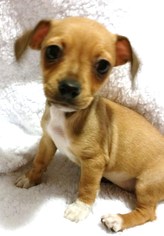 Chihuahua Dogs for adoption in Anderson, SC, USA