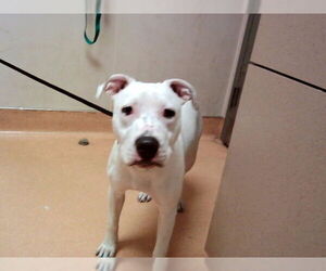 American Pit Bull Terrier Dogs for adoption in Martinez, CA, USA