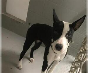 American Pit Bull Terrier-Unknown Mix Dogs for adoption in Augusta, GA, USA