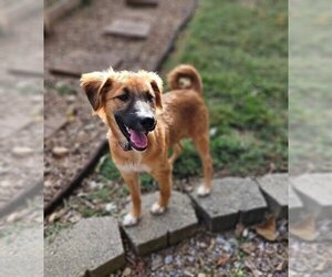 Small Pembroke Welsh Corgi-Pomeranian Mix