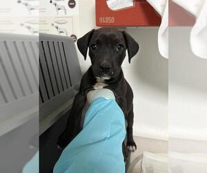 Mutt Dogs for adoption in Bakersfield, CA, USA