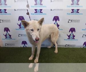 German Shepherd Dog-Siberian Husky Mix Dogs for adoption in Orlando, FL, USA