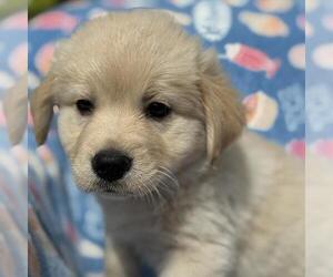 Borador Dogs for adoption in San Diego, CA, USA