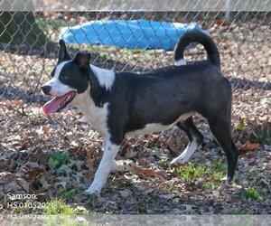 Borador Dogs for adoption in Heber Springs, AR, USA