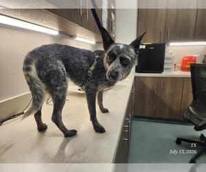 Mutt Dogs for adoption in Baytown, TX, USA